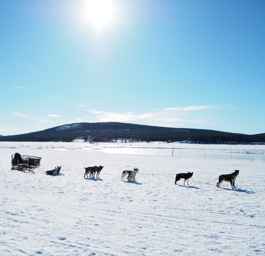 Dog Sledding Ice Hotel Sweden Lady Trekking