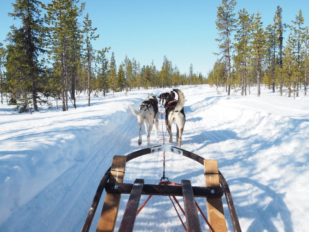 Dog Sledding Ice Hotel Lady Trekking