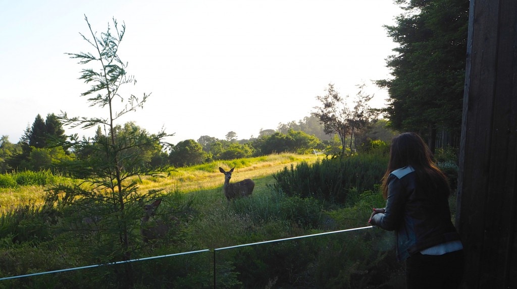 Ventana Inn Deers Lady Trekking BIg Sur