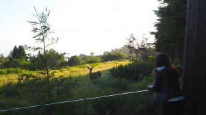 Ventana Inn Deers Lady Trekking BIg Sur